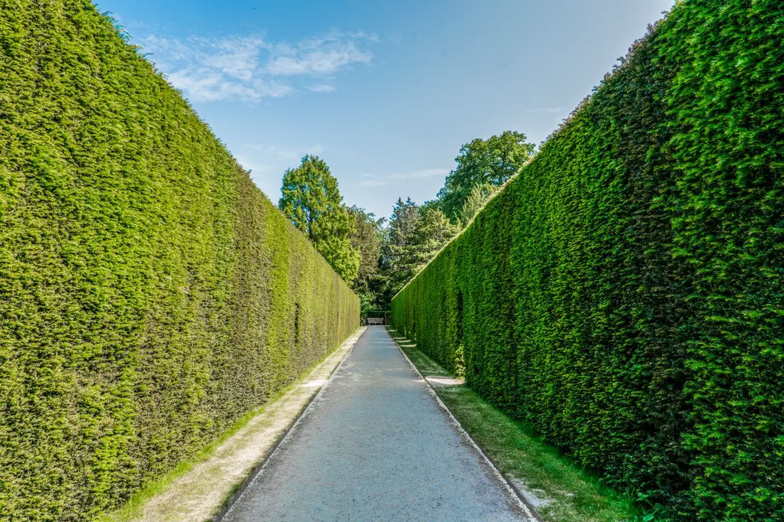 Giardiniere Cooprimavera: manutenzione di un giardino con siepi curate nei Castelli Romani