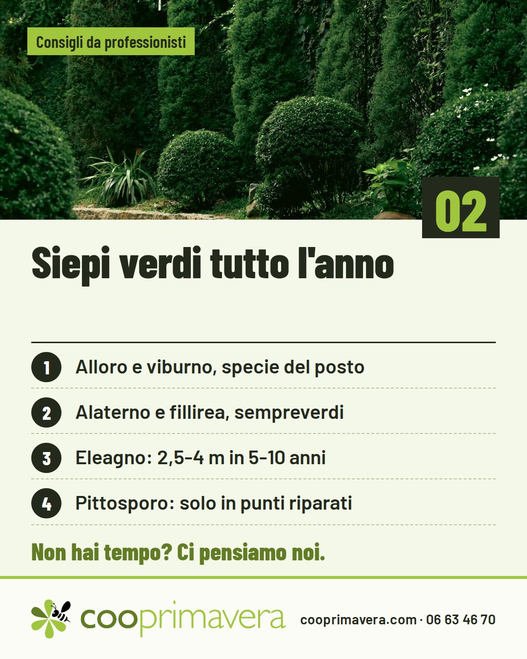 Siepi verdi tutto l'anno: Alloro e viburno, specie del posto; Alaterno e fillirea, sempreverdi; Eleagno: 2,5-4 m in 5-10 anni; Pittosporo: solo in punti riparati.