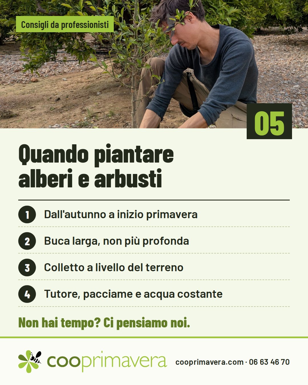 Quando piantare alberi e arbusti: Dall'autunno a inizio primavera; Buca larga, non più profonda; Colletto a livello del terreno; Tutore, pacciame e acqua costante.